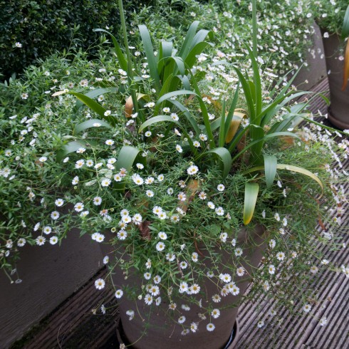 Erigeron in pots close-up