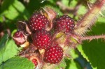 Japanese wineberries 2
