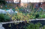 Japanese wineberry at the&nbsp;allotment