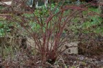 Japanese Wineberry in need of some&nbsp;attention
