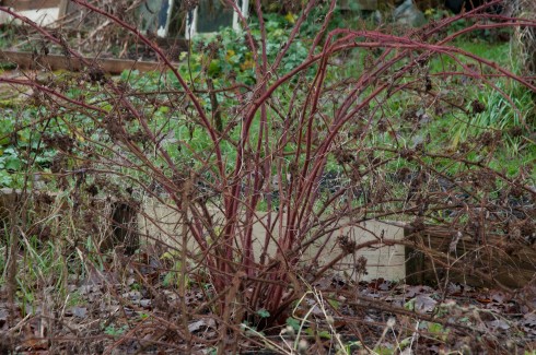 Japanese Wineberry in need of some attention