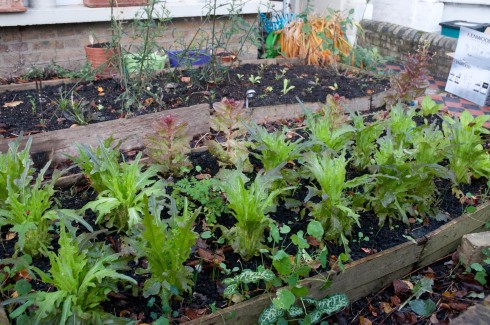 Lettuces at  beg December