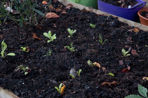 Mustard leaves at  beg December 2