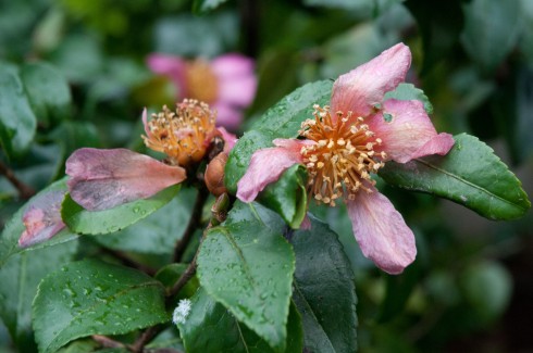 Camellia sasanqua flower after the snow in January