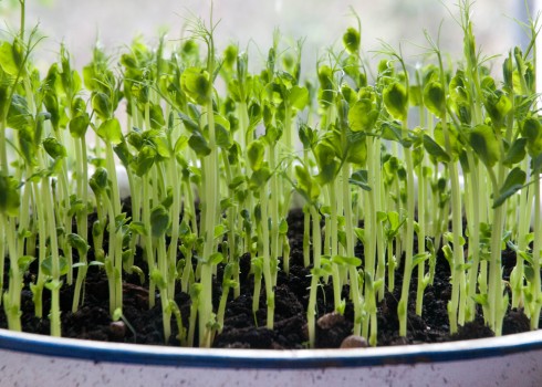 Indoor pea shoots