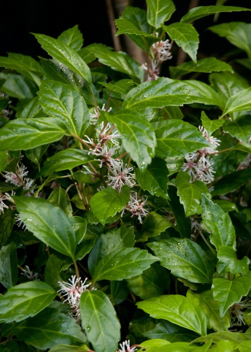Pachysandra axillaris 'Crug Cover'