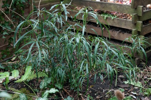 Pittosporum illiciodes var angustifolium