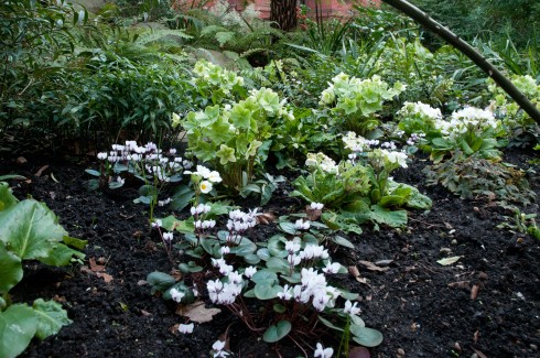 Woodland planting in nearby street in Victoria