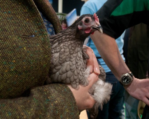 German Lanhshan bantam chicken