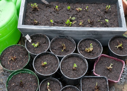 Heeling in-pottong up bare-rooted strawberries