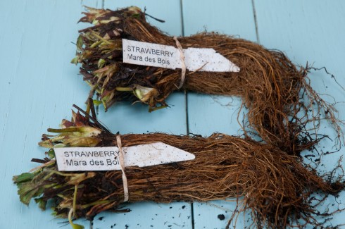 Mara des bois bare-rooted strawberries