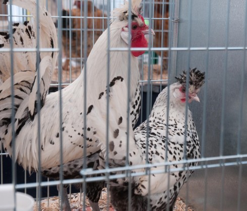 More Bantam chickens