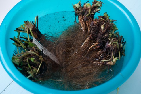 Soaking Mara des bois bare-rooted strawberries