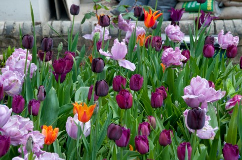 Tulips Rai, Queen of the Night and Curly Sue