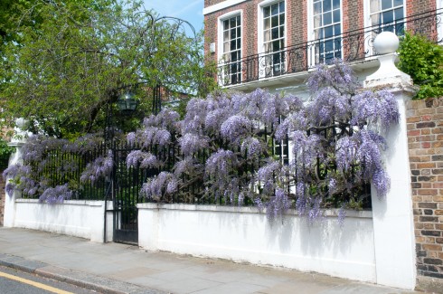 Wisteria in Swan Walk