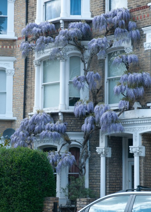 Wisteria on Aubert Park 2