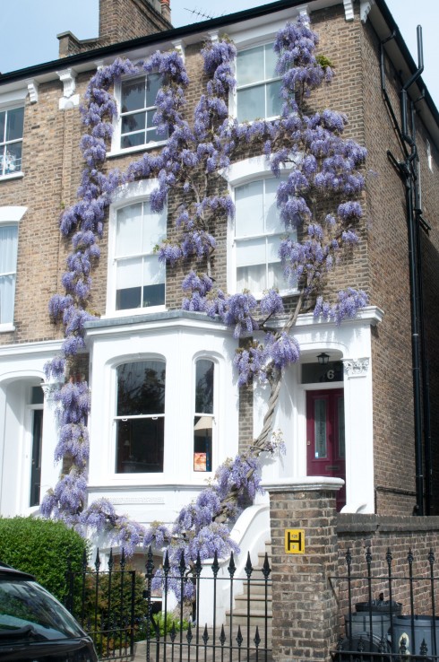 Wisteria on Laurier Road 2