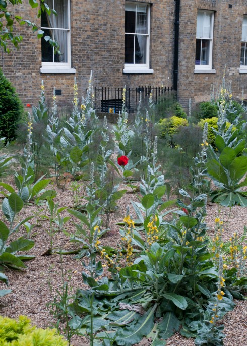 100 Verbascum Inner Temple Gardens