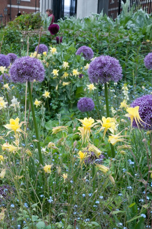 Allium and yellow aquilegia