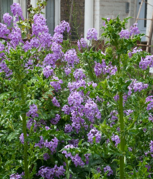 Hesperis matronalis | Out of my shed