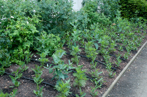 Suumer planting in Inner Temple Gardens, EC1 2