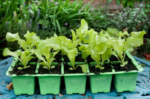 Black Seeded Simpson lettuce seedlings