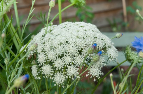 Carrot flower head 2