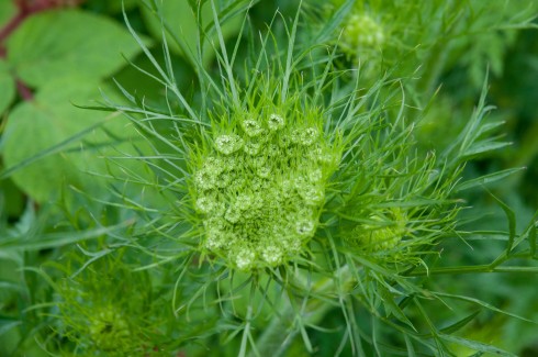Carrot flower head beginning to open