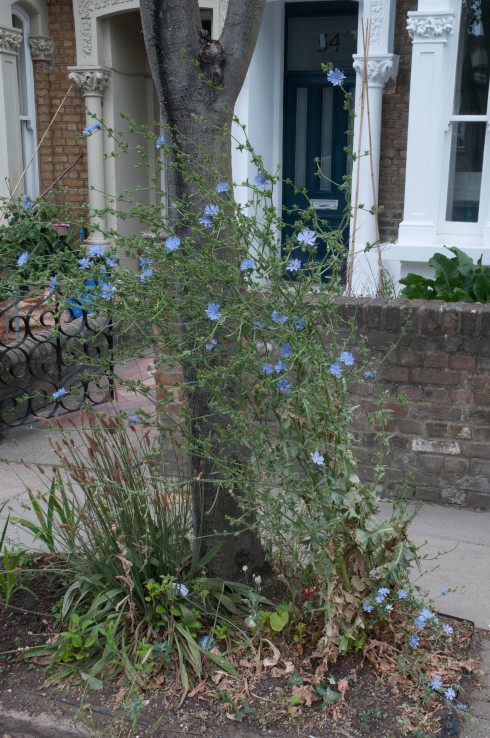 Chicory in a tree pit
