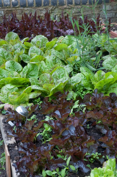 Lettuces in the front garden