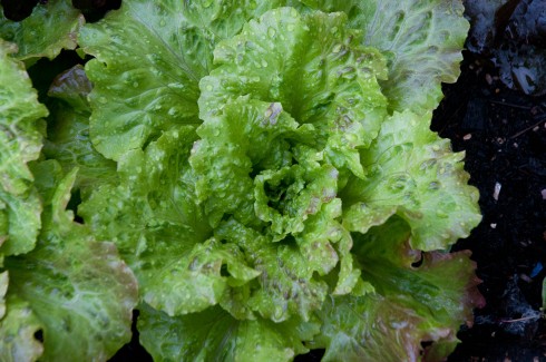 Maravilla de Verano Canasta Lettuce-delicious