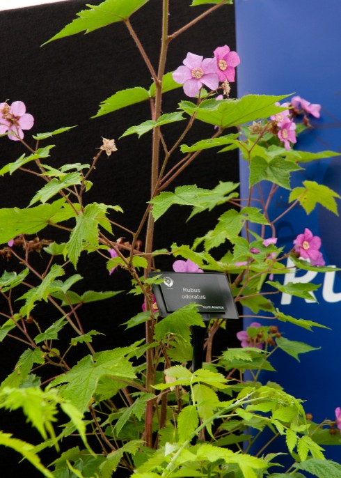 Rubus oderatus