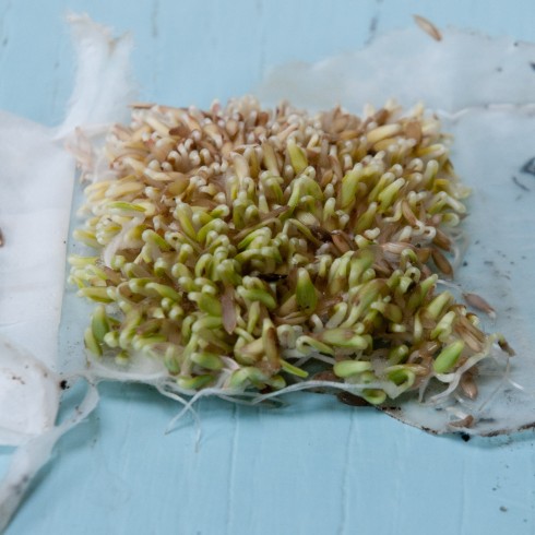 Someone left my seeds out in the rain