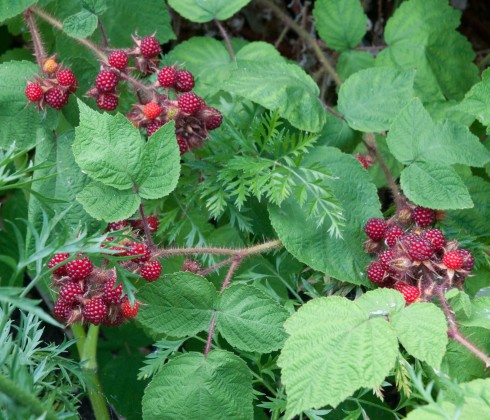 Japanese winberries in clusters