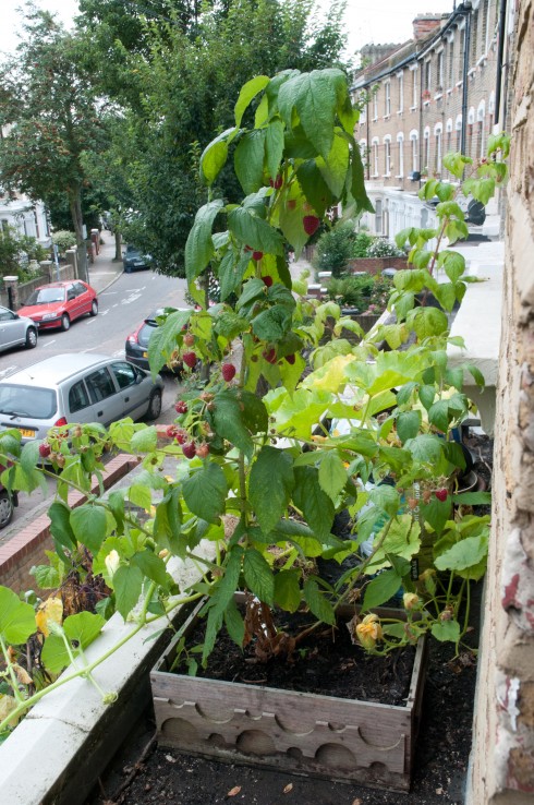 raspberries in a wine box