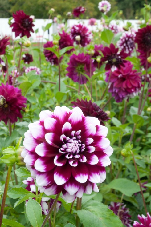 dahlias 4