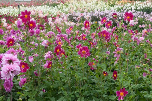 dahliasat Chateau de la Bourdaisiere