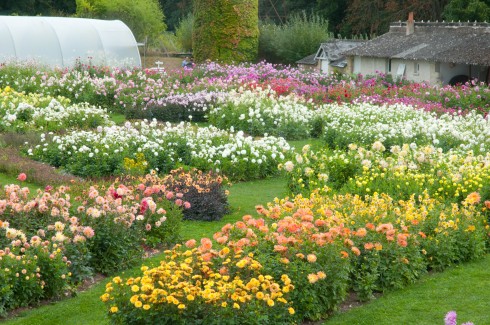 Field of Dahlias at Chateau de la Bourdaisiere