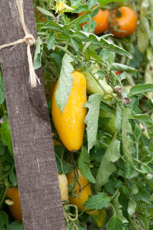 Best Tomatoes to grow | Out of my shed