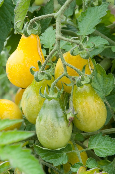 Toamto Beams Yellow Pear
