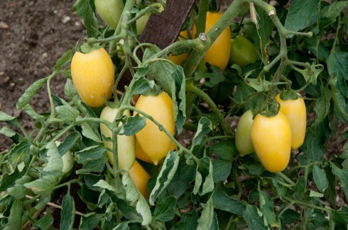 Toamto Cream sausage