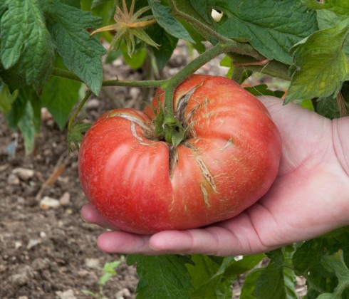 Toamto Magellan Burgess Purple