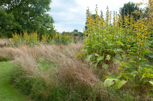 Inula Sonnenspeer