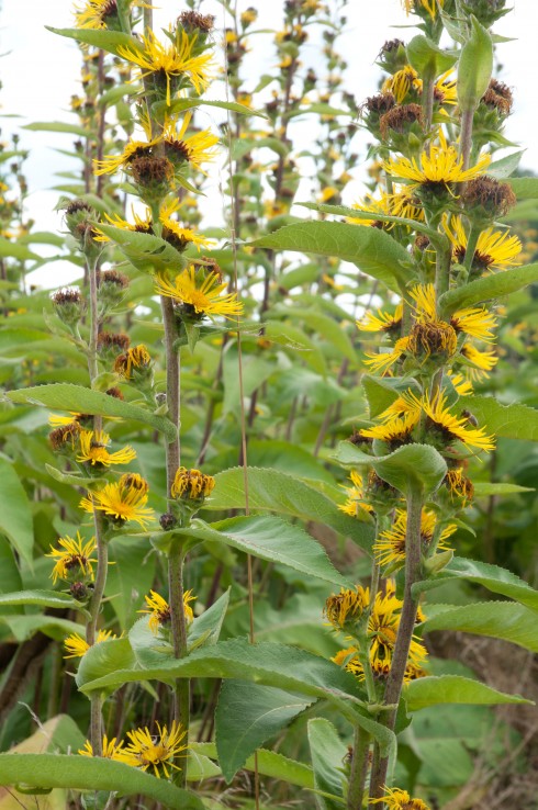 JP Autumn Garden, Inula Sonnenspeer
