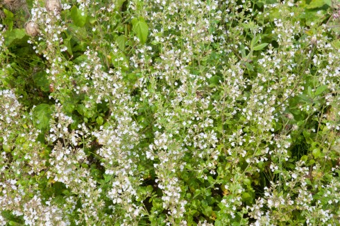 JP Flower garden, Calamintha nepeta nepeta