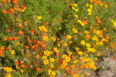 JP Flower garden Tagetes tennuifolia