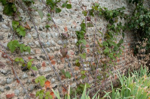 Lgan-Tay berry (?)at Wiveton Hall