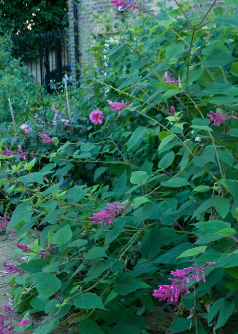 Salvia involucrata 'Bethellii' 3
