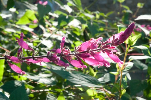 Salvia involucrata 'Bethellii' 4