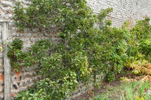 Trained fruit trees at Wiveton Hall